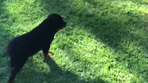 Duke the little Rottweiler bear.