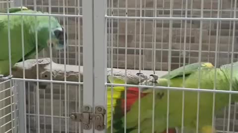 nice couple of parrot