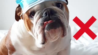 English Bulldog shows us how to properly wear a mask