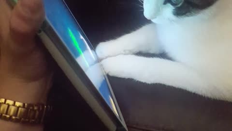 Cat following fishes on owners phone