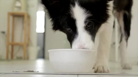 Curious Home Dog Drink Water In White Plate