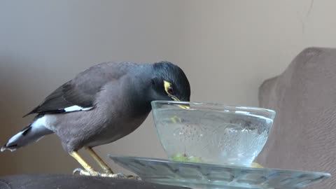funny bird drinking water!
