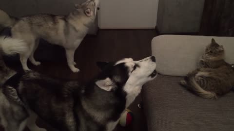 Huskies cantan para un gato que ni se inmuta (¡típico!)