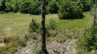 Felled Tree Falls the Wrong Way