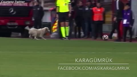 This dog brought a football game to a halt