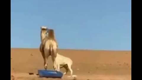 Camel vs Donkey