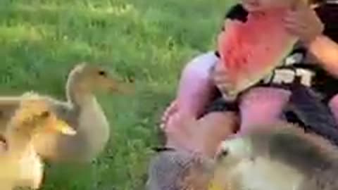 Small girl feeding ducks and kissing &loving them