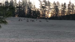 Deer in Hampton New Brunswick