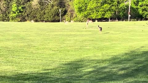 Deer Coughing Before they Run