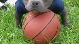 pitbull play basketball