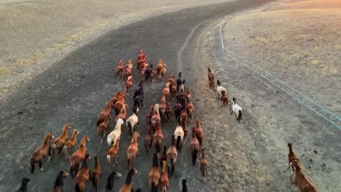 Lots of horses galloping