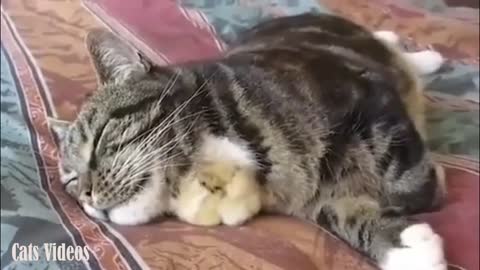 Chick Sleeps Next To A Cat On The Bed.