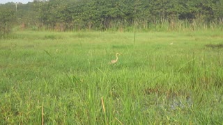 Purple Heron