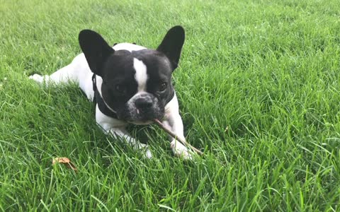 Cute Puppy Loves Eating Funny Things