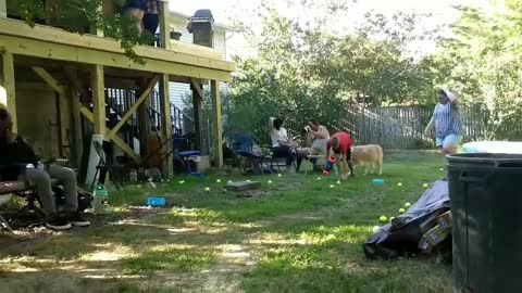 Dropped 64 Tennis Balls on Dog for Birthday