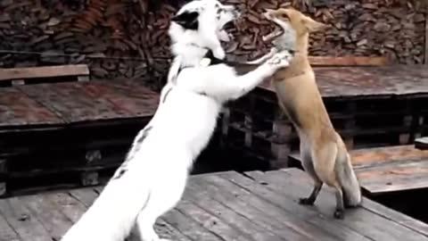 Funny foxes dance the tango together