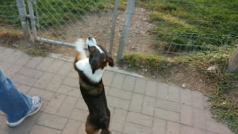 Scrat arrives to Dog Park