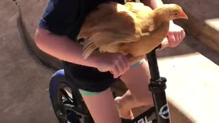 Chicken on a bicycle