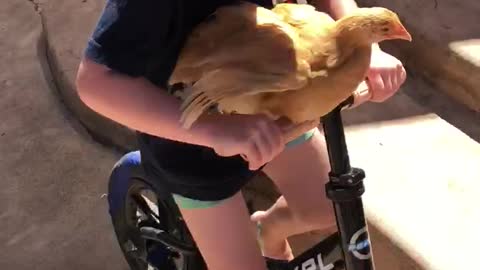 Chicken on a bicycle