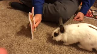 Attack Bunny