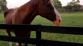 Beautiful Horses