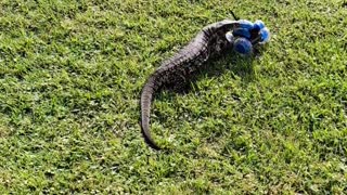 Tegu Takes Off After RC Car