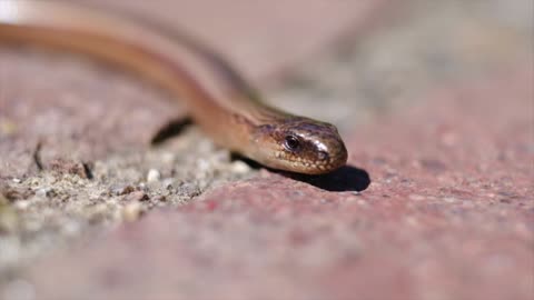 Africa’s Most Venomous Snakes The Venomous