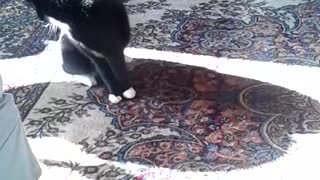 Black white cat spins out of control