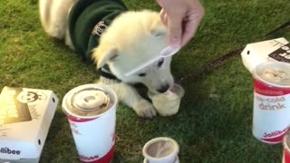 Doggo Enjoys A Pup Cup