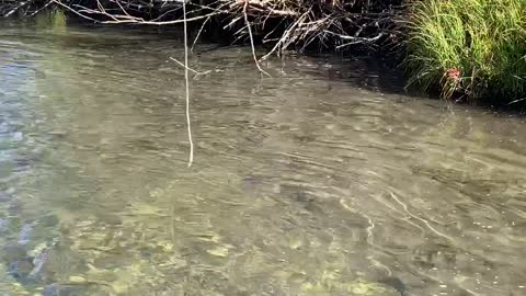 Wyoming Trout