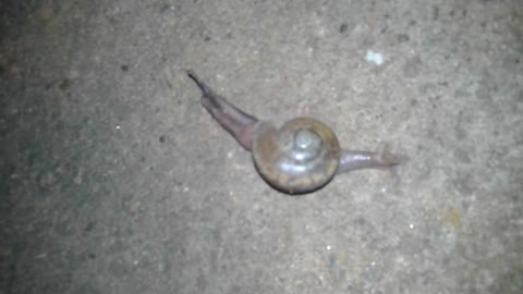 Small snail