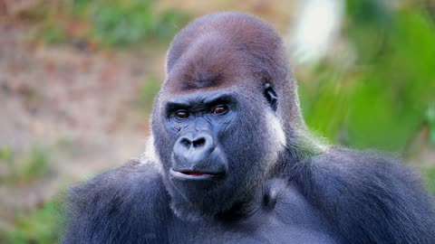 Gorilla, smart animal, so beautiful