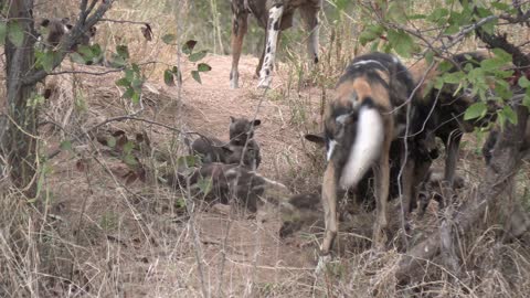African Wild dogs vs a heard of Zebra