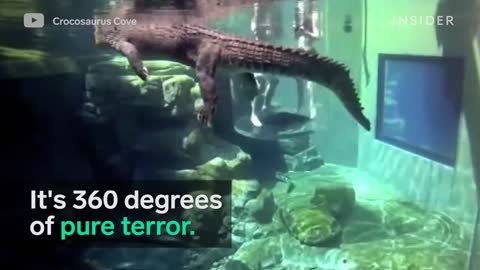 Swim with giant crocodiles in Australia