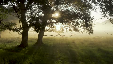 Scenic View of a Forest