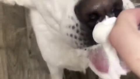 Dog eating cream