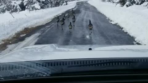 Flock of Wild Turkey