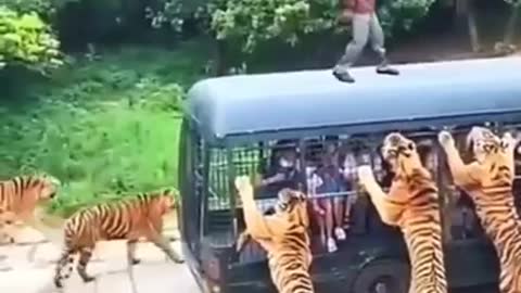 Tigers charges at school bus