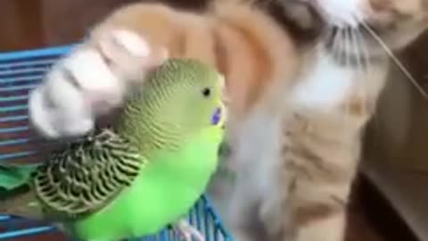 Caring Kitten With Parrot