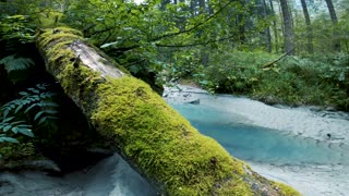 The Beautiful Scenery Inside A Forest