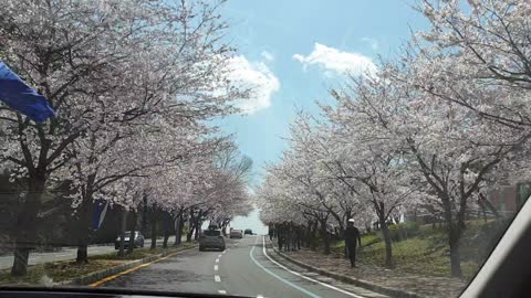 Drive down the cherry blossom road.