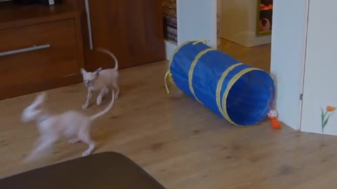 Sphynx mommy and babies playtime