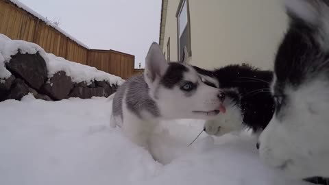 Husky Puppies First Time Playing In The Snow
