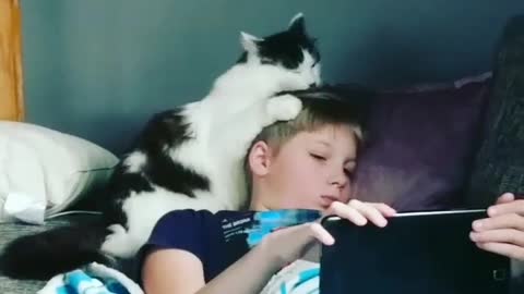 Loving Cat Won't Stop Licking Kid's Hair