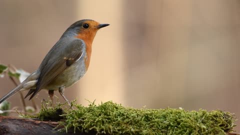 Video from which it is impossible to come off. A bird of extraordinary beauty