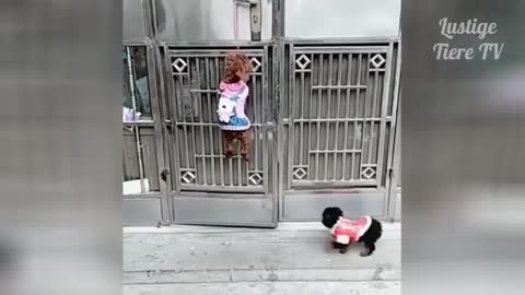 Dog is Opening Door Cute Cate Funny Animals