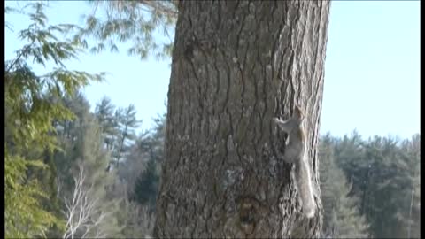 An Ermine chasing a squirrel around a tree