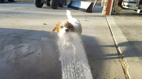 Funny Parson Russell Terrier drinking from hose