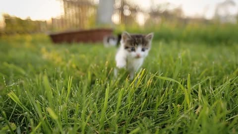 Kittens explore the outside world.