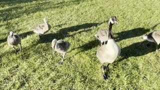 Geese and chicks are amazing birds